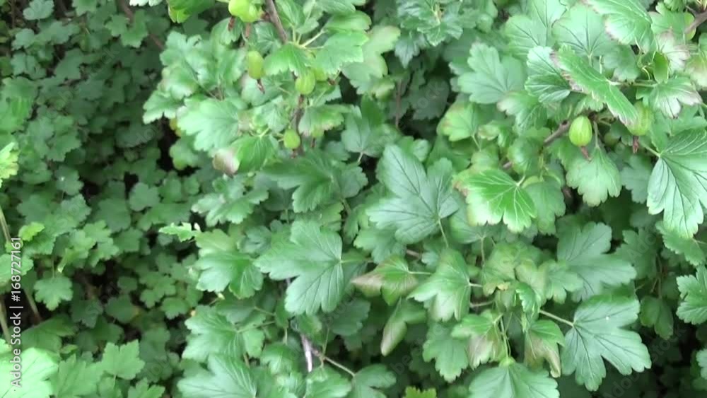 Fresh green gooseberry bush in the fruit garden. Fresh green gooseberry bush in the fruit garden.
