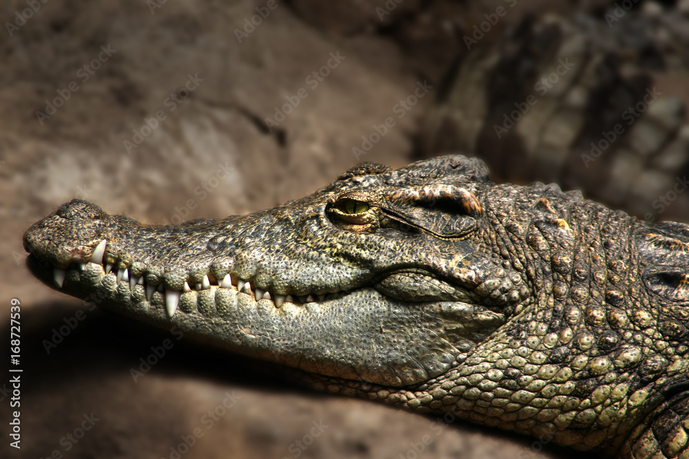 Portrait of a crocodile, one of the most dangerous hunters captivated in a zoo. Portrait of a crocodile, one of the most dangerous hunters captivated in a zoo.