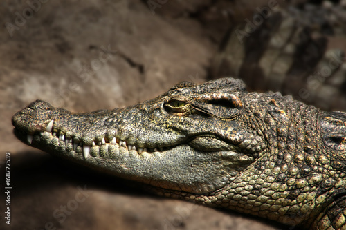Portrait of a  crocodile  one of the most dangerous hunters captivated in a zoo.