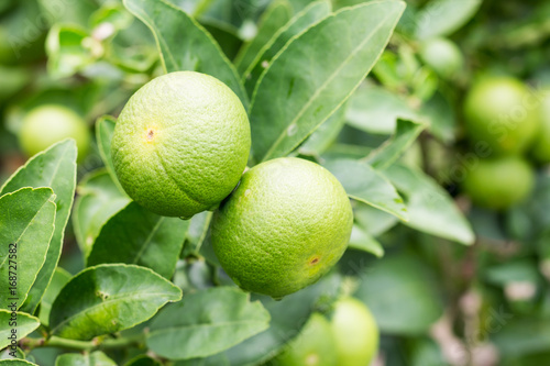 Fresh lime with green leaf.