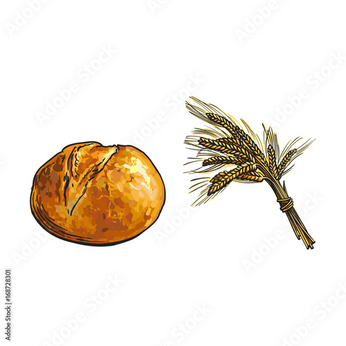 vector sketch fresh white round rye bread loaf and wheat ears bunch set. Detailed hand drawn isolated illustration on a white background. Flour pastry products, bakery banner, poster design object
