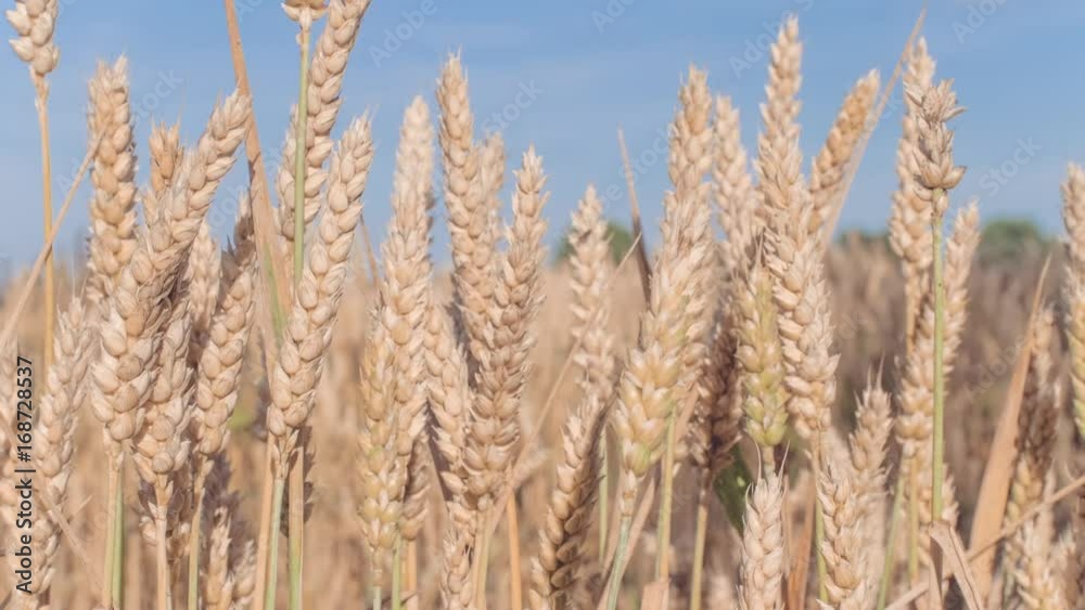Dry golden wheat heads on sunny day slightly moved by the wind
