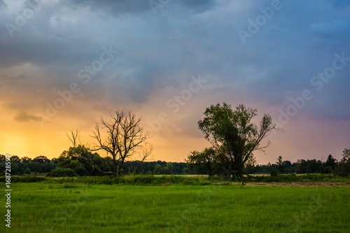 Beautiful twilight over the meadow and lonely tree near Jeziorka river, Poland