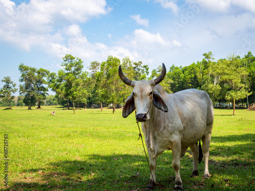 White cow grazing in a fresh green field in shadow of tree