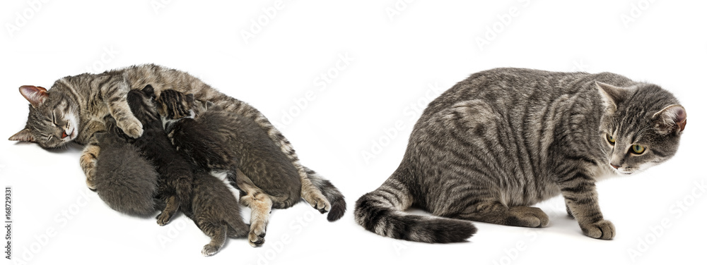 Obraz premium cat family - cat and her kittens
