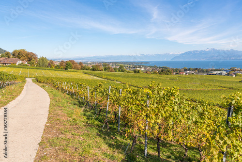 Beautiful vineyards in Switzerland  overlooking Lake Geneva