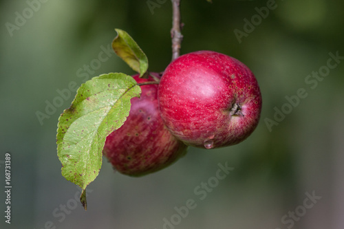 Rote Äpfel im Regen