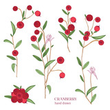 Cranberry set. Detailed hand drawn branches with berries. Colorful hand drawn illustrations.