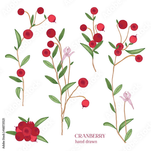 Cranberry set. Detailed hand drawn branches with berries. Colorful hand drawn illustrations.
