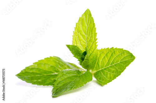 green mint isolated on white background