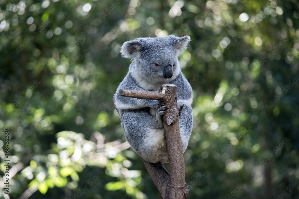 Obraz premium koala