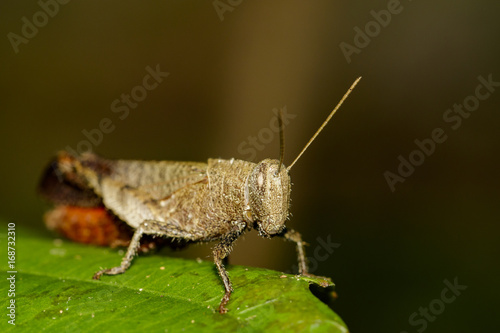 Image of White Shoulder Grasshopper (Apalacris varicornis) on green leaves. Insect Animal