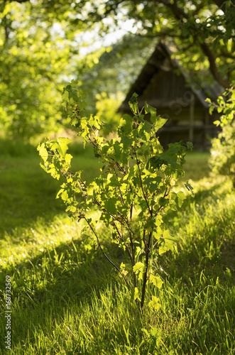 Bush of black currant in the evening light in the background of the rural house