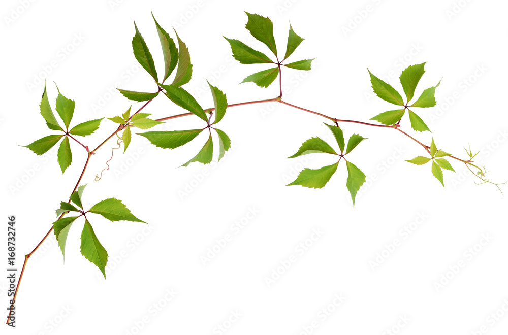 Parthenocissus twig with green leaves isolated on white Parthenocissus twig with green leaves isolated on white