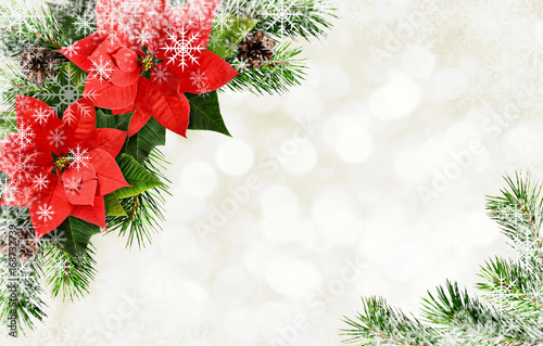 Red poinsettia flowers and ...