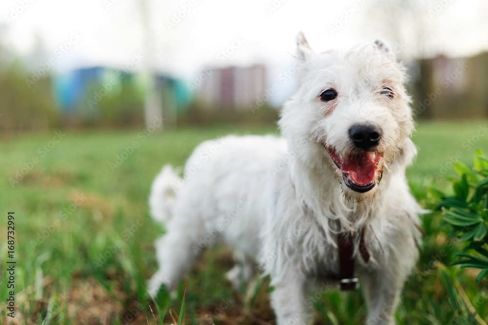 Adorable purebred dog in park