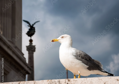 Seagull in the center of Rome.