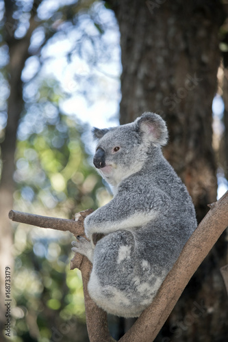 Fototapeta Naklejka Na Ścianę i Meble -  koala