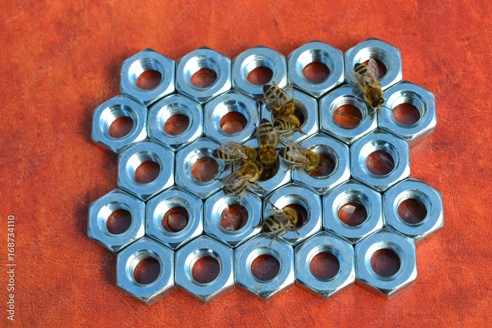 the technique of working with bees the technique of working with bees