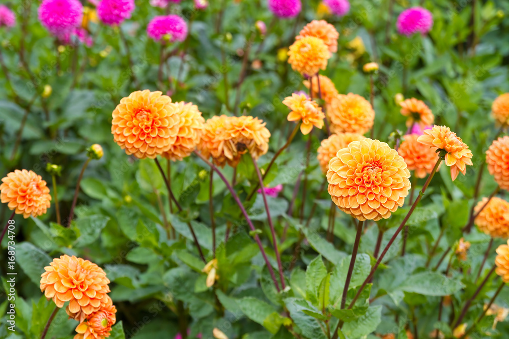 Dahlie mit gelben Blüten Dahlie mit gelben Blüten