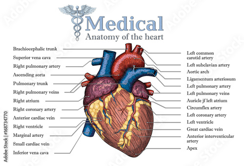 Anatomical Human heart hand drawn poster with inscription  of vein arteria, aorta. Medicine educational Vector illustration. Colorful Body organ high detailed. Medical study info graphic banner