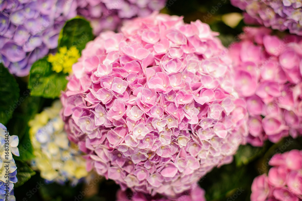 Bunch of vibrant pink blooming Hydrangea flowers Bunch of vibrant pink blooming Hydrangea flowers
