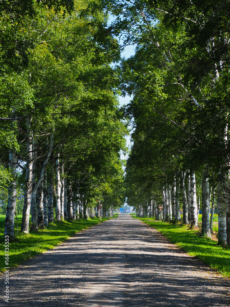 白樺の並木道 Stock Photo Adobe Stock 白樺の並木道 Stock Photo Adobe Stock