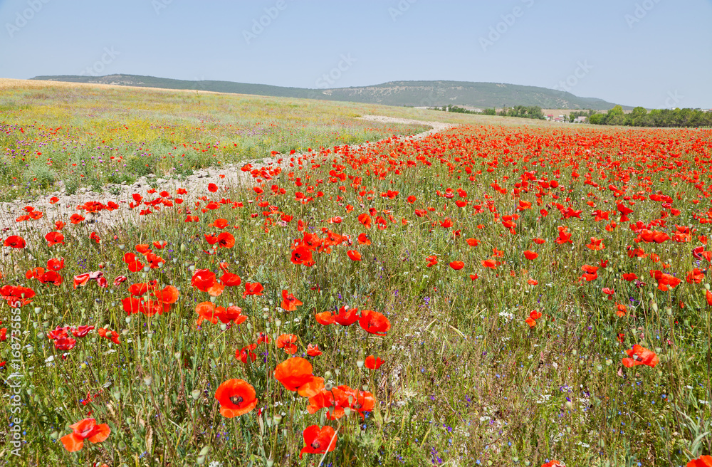 Red poppies are blooming in the field, mountains and blue sky in the background and path through the field