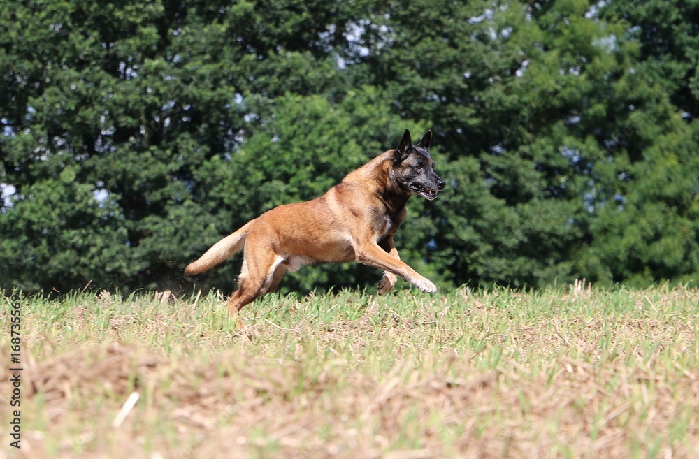 schäferhund rennt über ein stoppelfeld im Sonnenschein