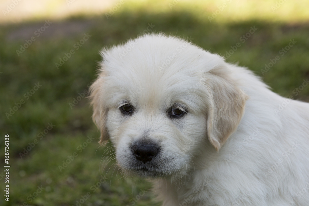 Golden Retriever Welpe