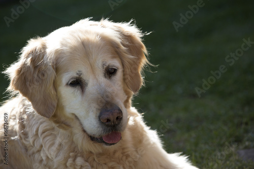 Graue Schnauze Golden Retriever