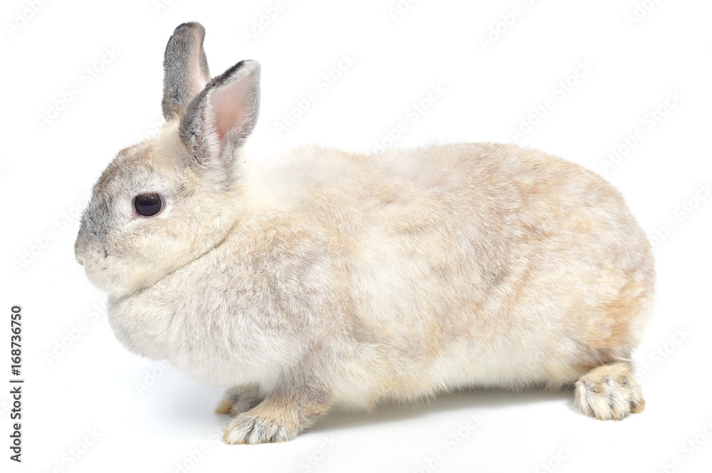 Obraz premium White rabbit isolated on white background.