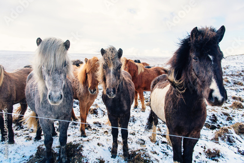 Beautiful icelandic horses in winter, Iceland