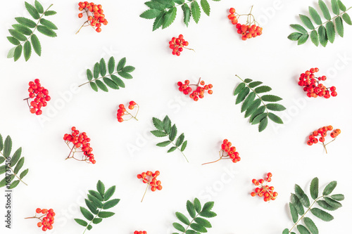 Autumn composition. Pattern made of rowan berries on white background. Autumn, fall concept. Flat lay, top view