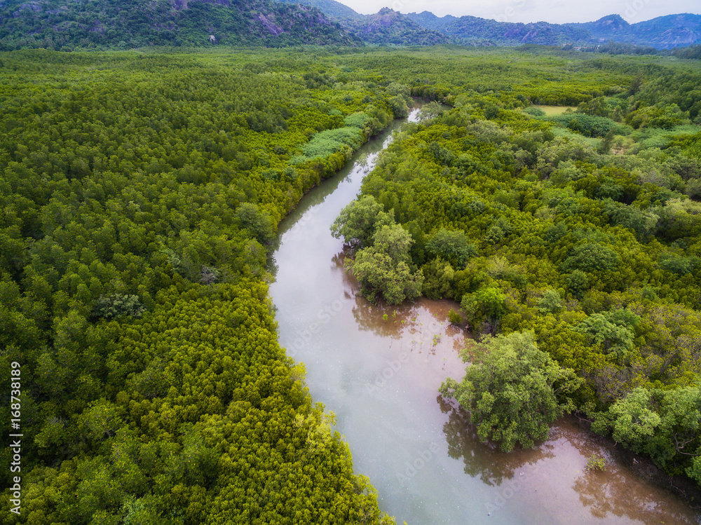 Aerial view of river curve in green mangrove forest Aerial view of river curve in green mangrove forest