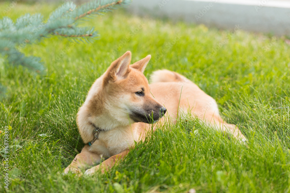 Beautiful young red shiba inu puppy dog playing outdoor