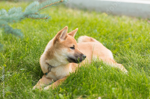 Beautiful young red shiba inu puppy dog playing outdoor © uv_group