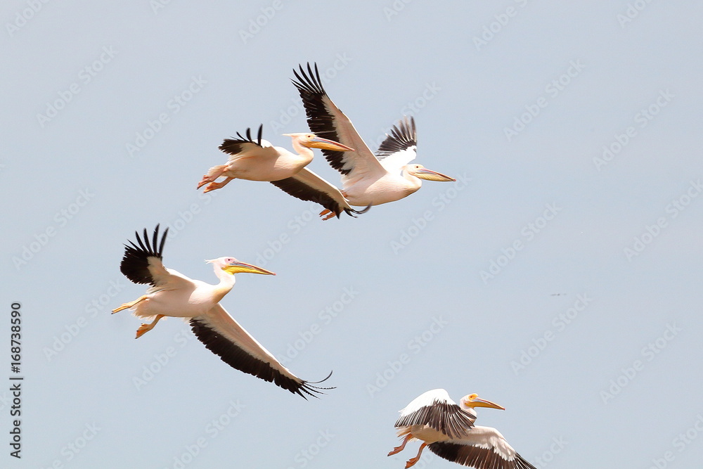 pelicans flying against the blue sky (pelecanus onocrotalus) pelicans flying against the blue sky (pelecanus onocrotalus)