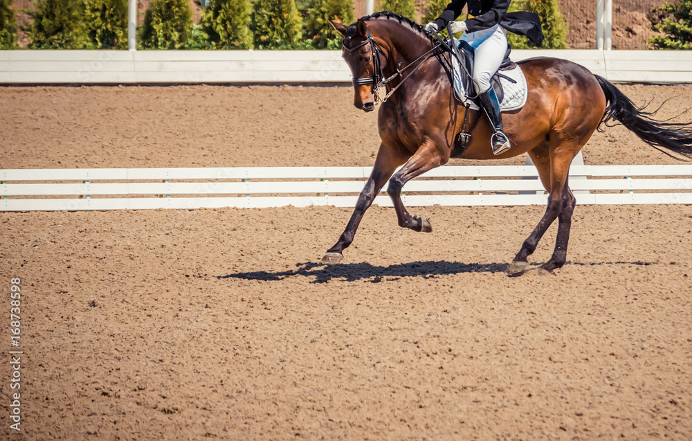 Bay horse portrait during dressage competition. Dressage horse, advanced dressage test. 
