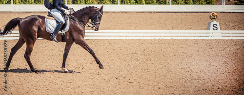 Black horse portrait during dressage competition. Dressage horse, advanced dressage test. 