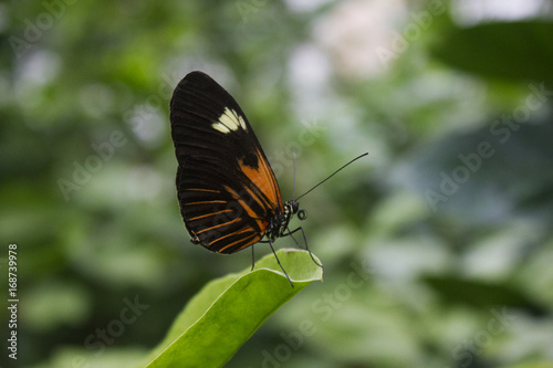 Schmetterling © Stefanie