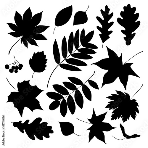 Black silhouettes of leaves. Vector illustration.