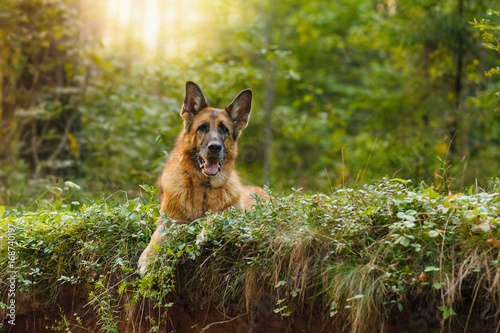 German Shepherd dog breeds on the edge of a cliff in the forest, soft light, sunset