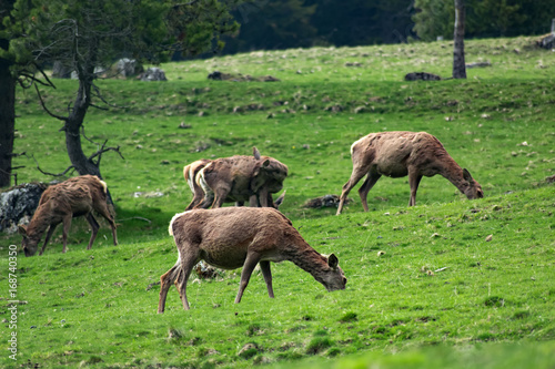 Deer animals in green grass field. Dolomites Alps