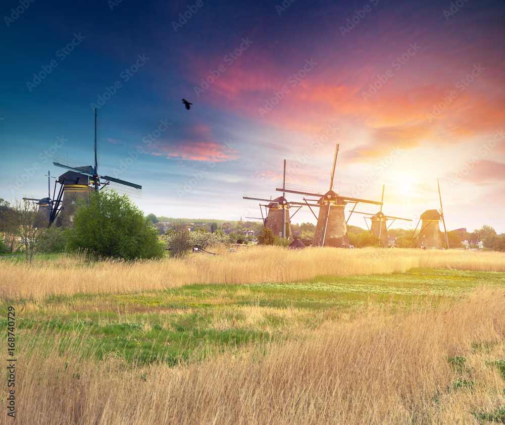 Fototapeta premium Vibrant pink tulips with Dutch windmills along a canal, Netherlands