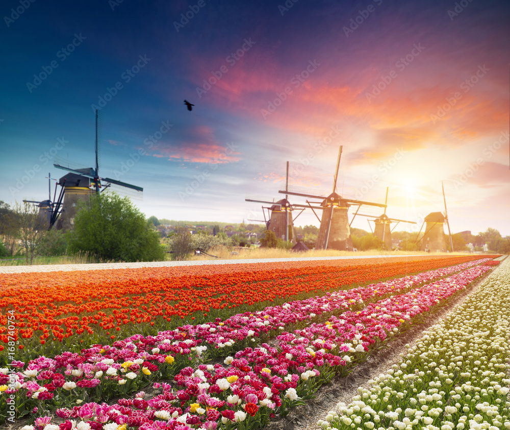 Vibrant pink tulips with Dutch windmills along a canal, Netherlands