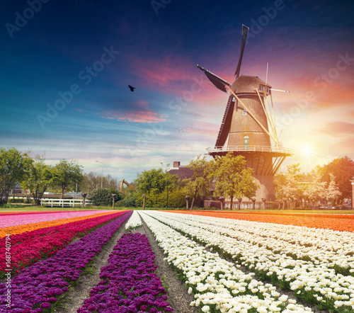 Vibrant pink tulips with Dutch windmills along a canal, Netherlands