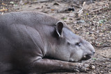 Closeup image of a Brazil tapir lying down and sleeping on the ground