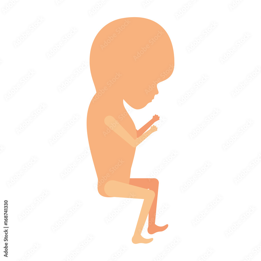 color silhouette of side view fetal growth a trimestrer color silhouette of side view fetal growth a trimestrer