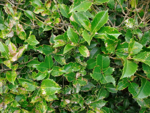 Wallpaper Mural 柊の葉のアート Torontodigital.ca